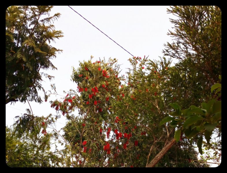 Callistemon1 4 Apr 21.jpg