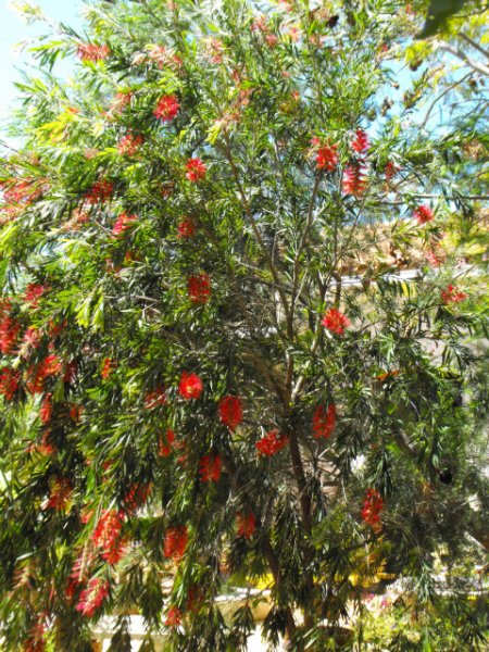 Callistemon1.jpg