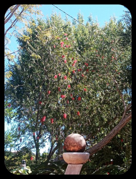 Callistemon2 14 Apr 22.jpg