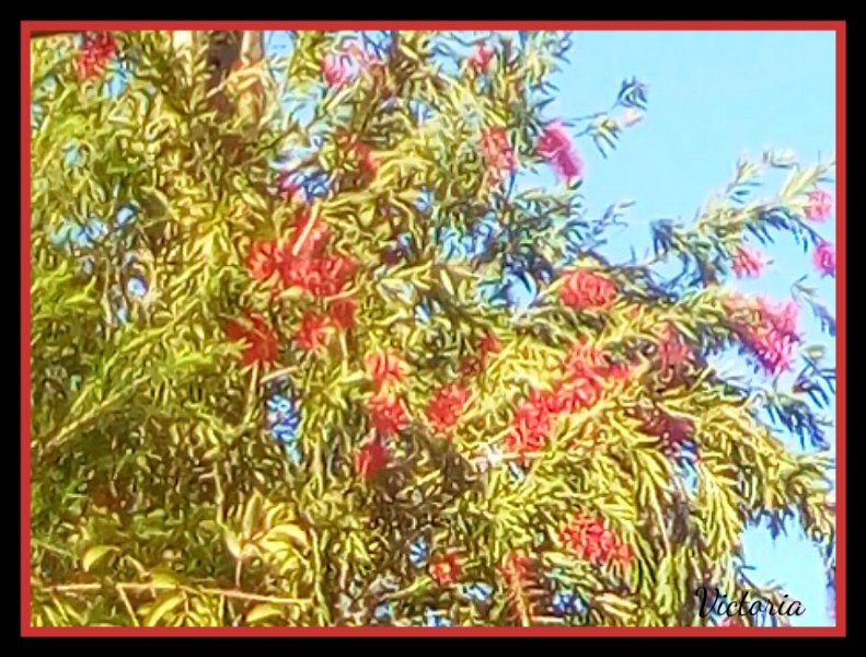 Callistemon2 23 Feb 20.jpg