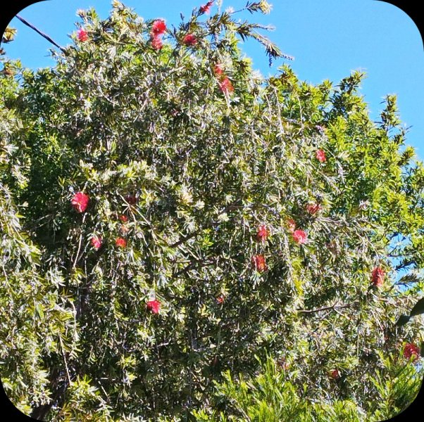 Callistemon2.jpg