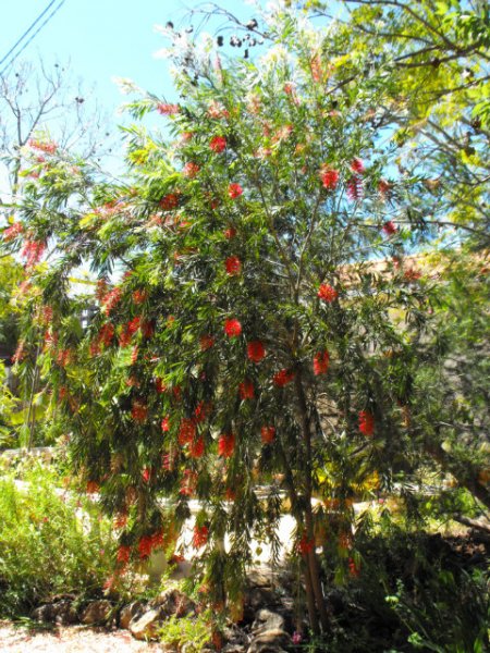 Callistemon2.jpg