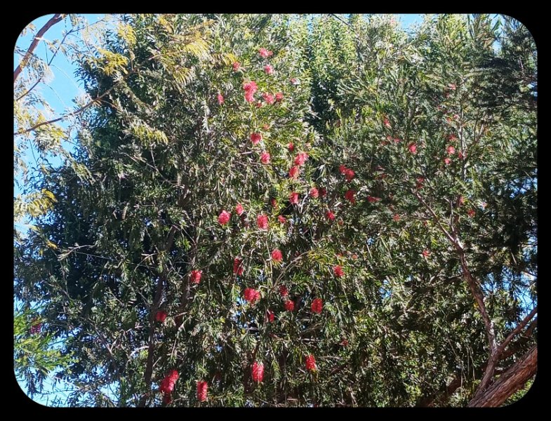 Callistemon3 14 Apr 22.jpg