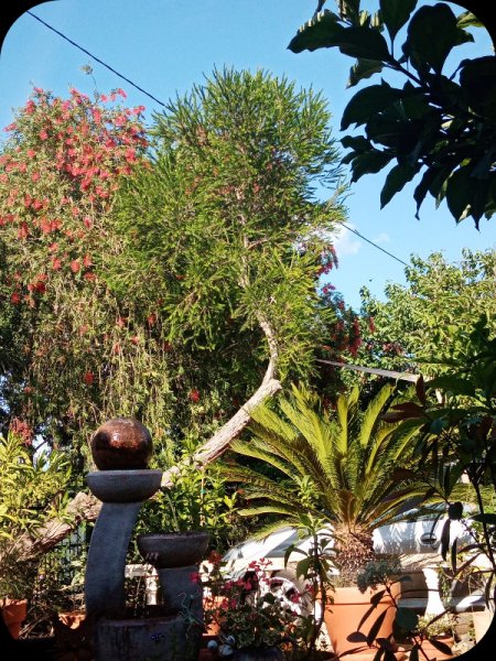 Callistemon3 22 Apr 24.jpg