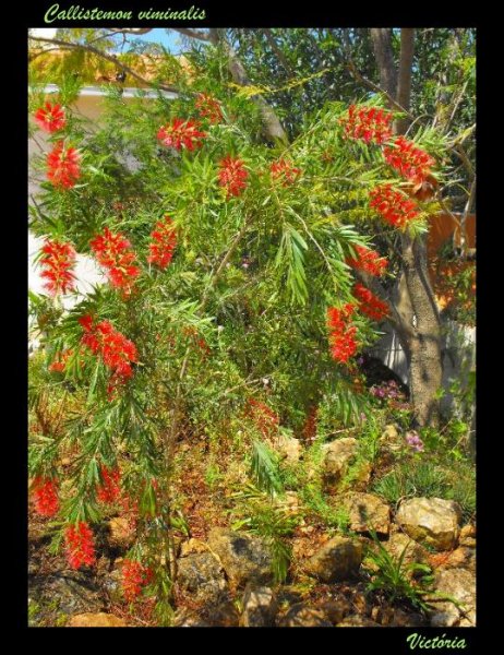 Callistemon3 6 May 09.JPG