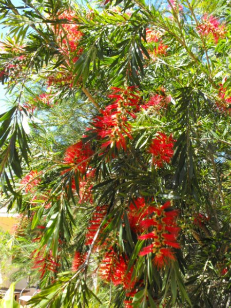 Callistemon3.jpg