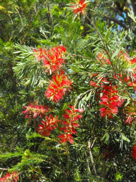 Callistemon4.jpg