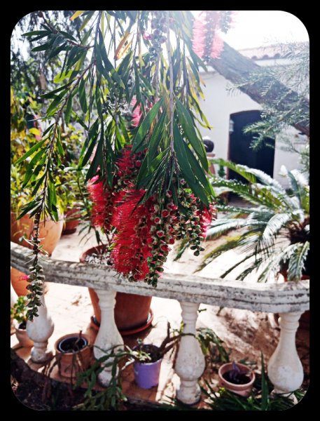 Callistimon to Casa 17 Apr 22.jpg