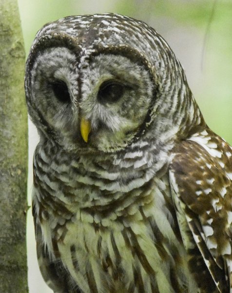 Calm, cool, and collected.jpg