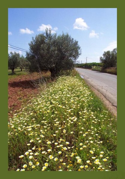 Calvos 19 Apr 08.jpg