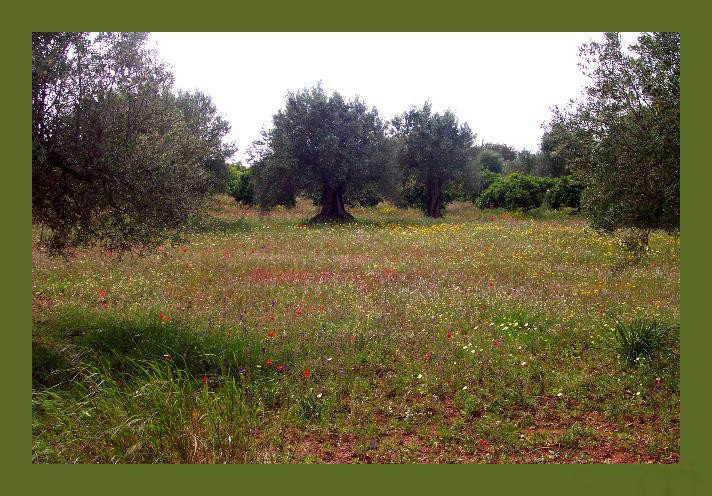 Calvos2 19 Apr 08.jpg