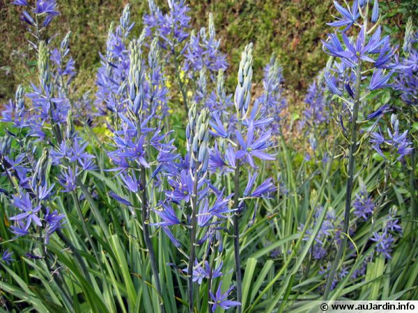 camassia-600x450[1].jpg