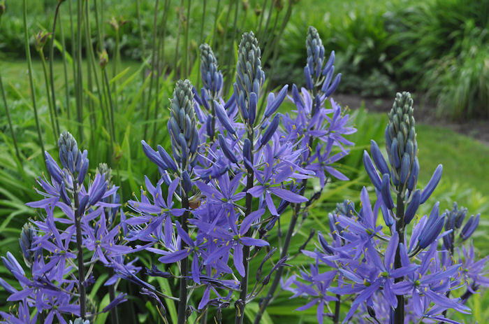 Camassia_leichtlinii_'Caerulea_Elite'_2.JPG