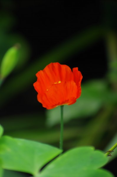 CAMBRIAN POPPY 2.jpg