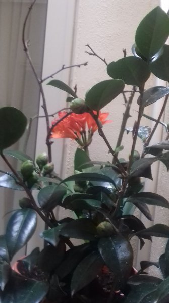 camelia nuccios pearl.jpg