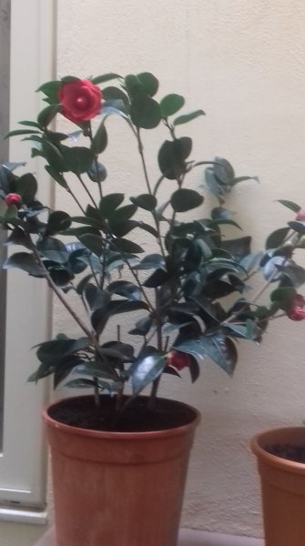 camelia  red.jpg