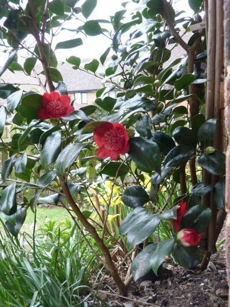 Camellia and looking rough today 001.JPG