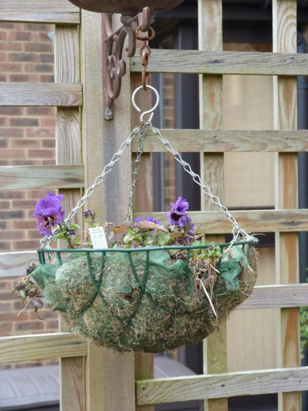 Camellia and looking rough today 003.JPG