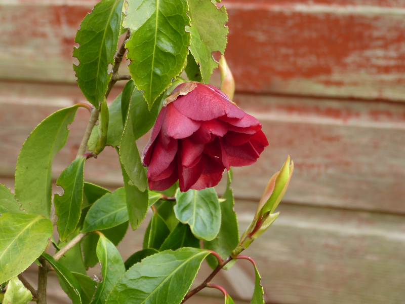 Camellia Black Lace.JPG