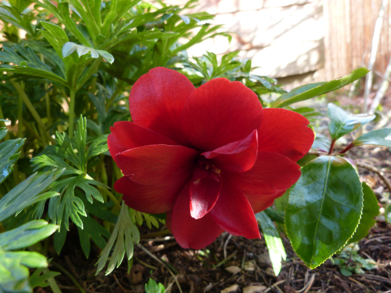 Camellia Black Magic.JPG