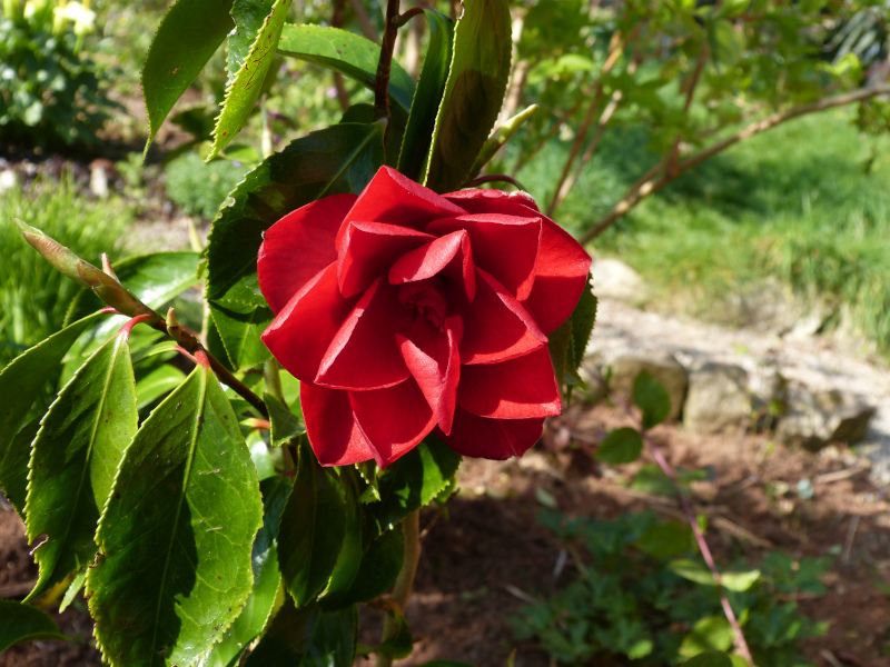 Camellia Black Magic.JPG