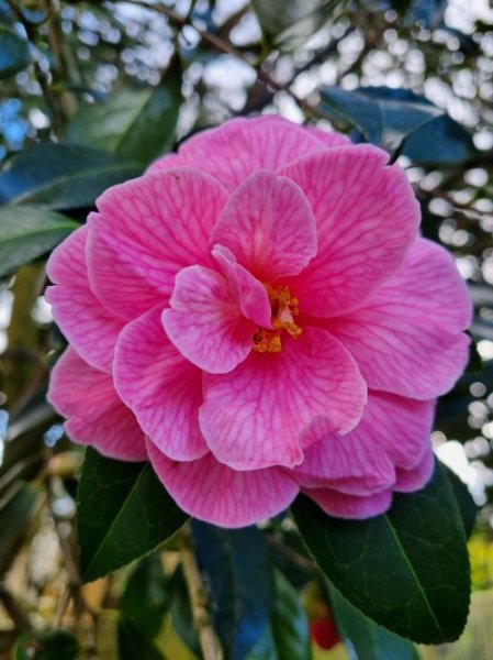 Camellia Donation.jpg