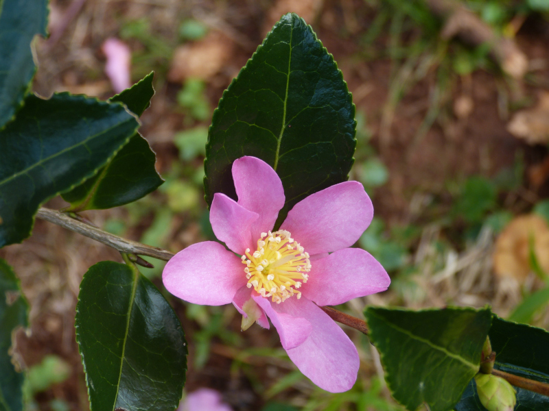 Camellia sasanqua Hugh Evans.JPG