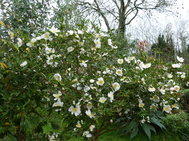 Camellia sasanqua Narumigata 1.JPG