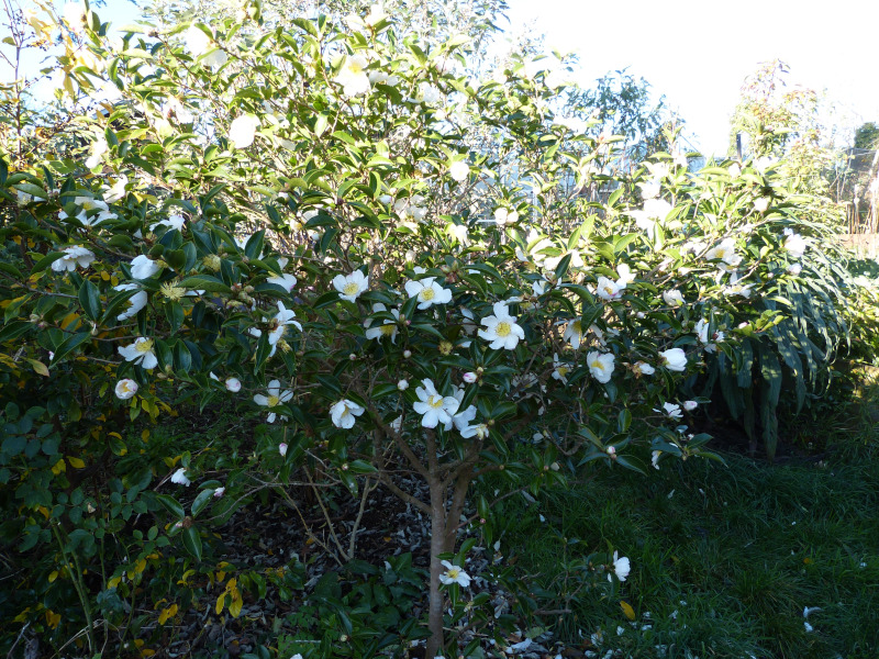 Camellia sasanqua Narumigata 1.JPG