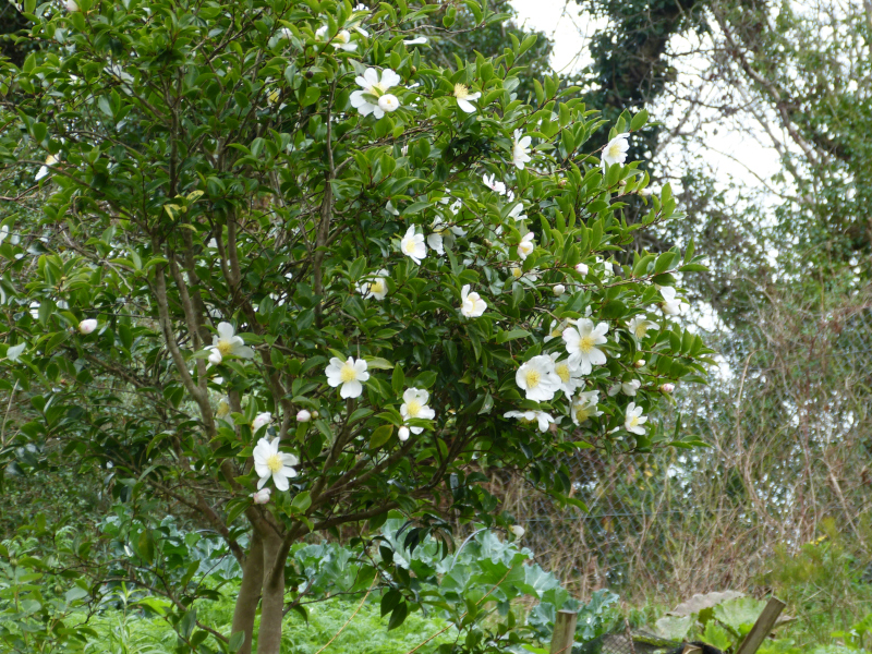 Camellia sasanqua Narumigata 2.JPG