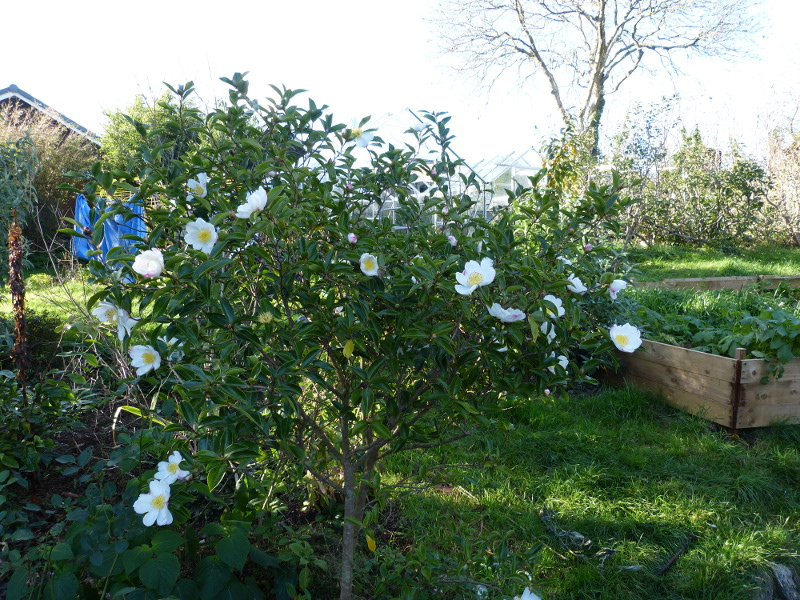 Camellia sasanqua Narumigata 2017.JPG