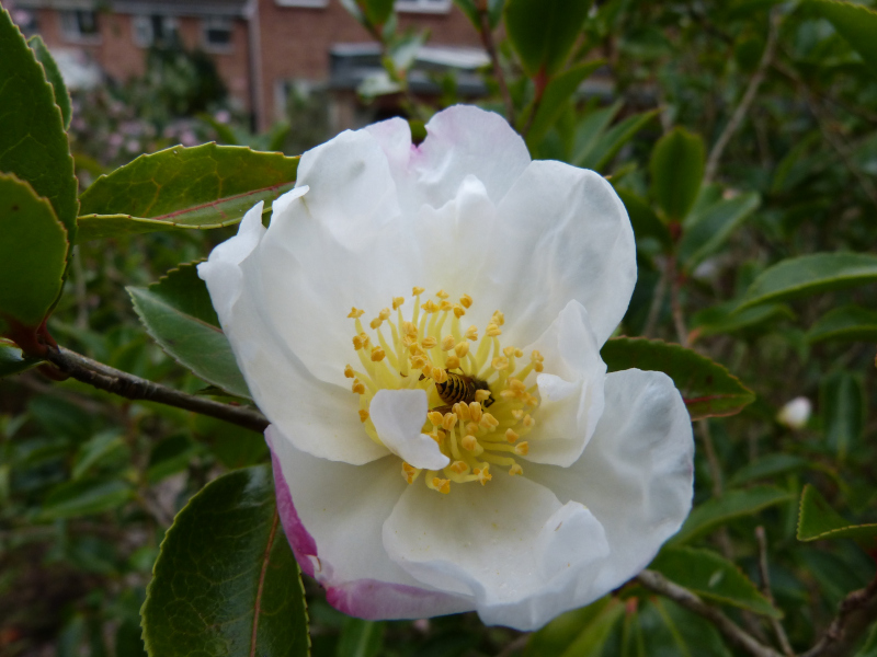 Camellia sasanqua Narumigata.JPG