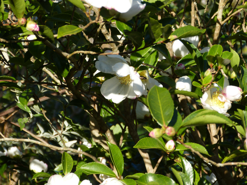 Camellia sasanqua Narumigata.JPG
