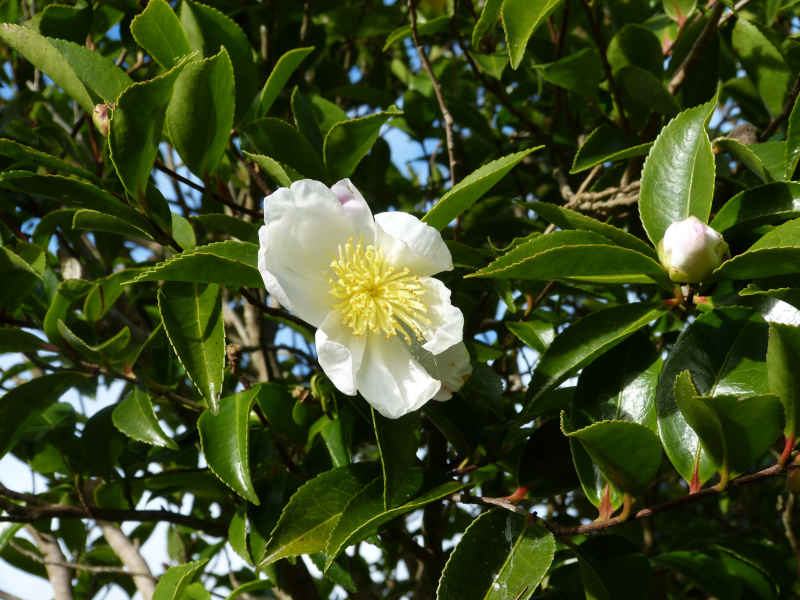 Camellia sasanqua Narumigata.JPG