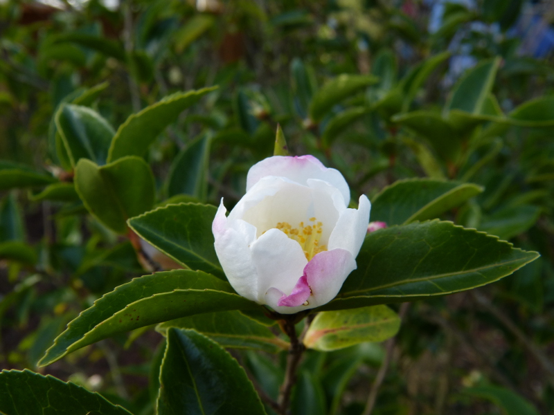 Camellia sasanqua Narumigata .JPG