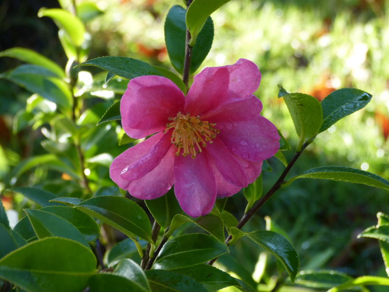 Camellia sasanqua Rosea.JPG