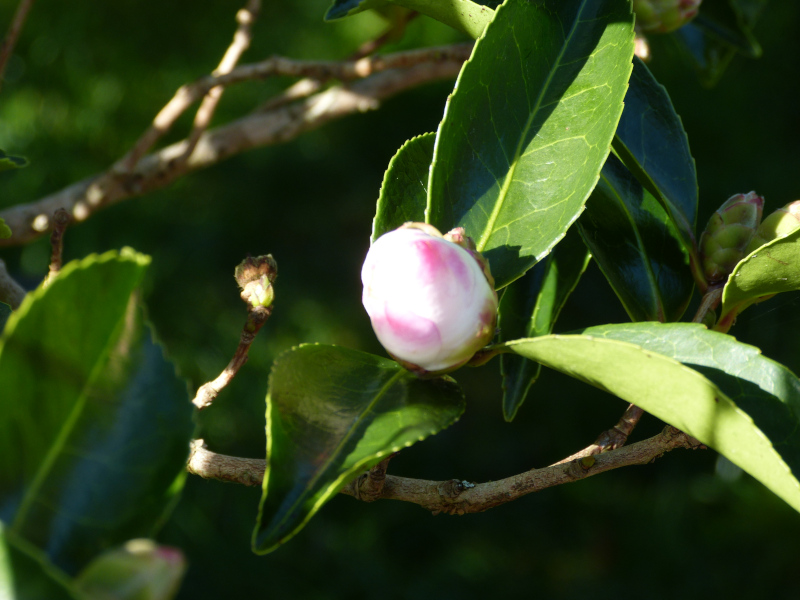 Camellia sasquahana Narumigata bud.JPG