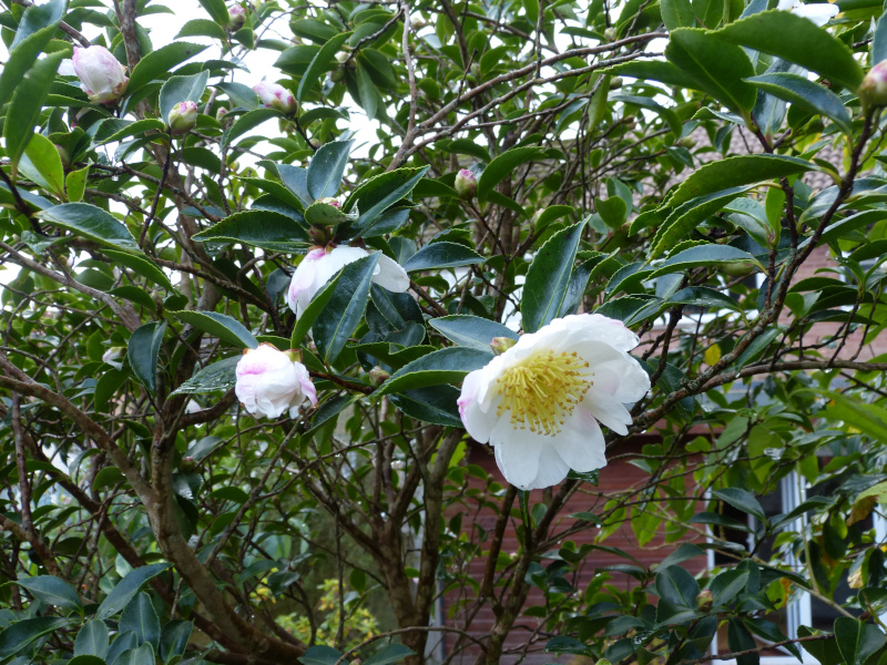 Camellia sasquahana Narumigata.JPG
