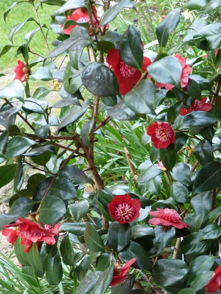 Camellias today 2 5 2013 001.JPG