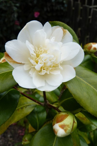 Camellias today 2 5 2013 003.JPG