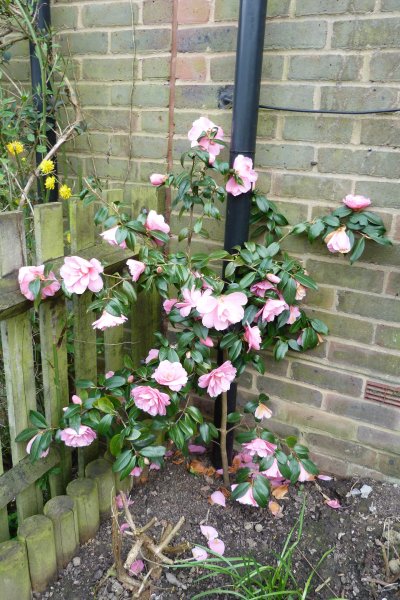 Camellias today 2 5 2013 004.JPG