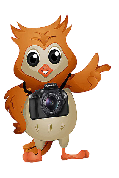 camerawize-owl-cut-out.png