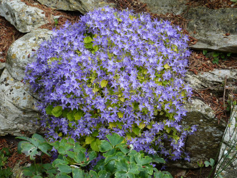 Campanula Dicksons Gold.JPG