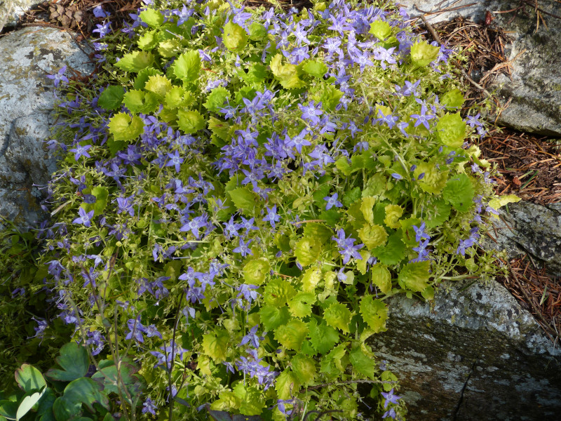 Campanula Dicksons Gold.JPG