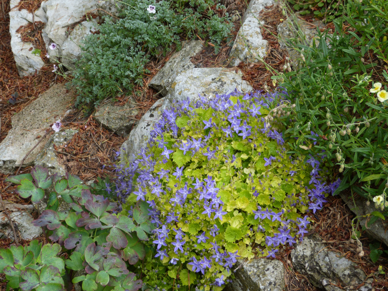 Campanula garganica Dicksons Gold.JPG