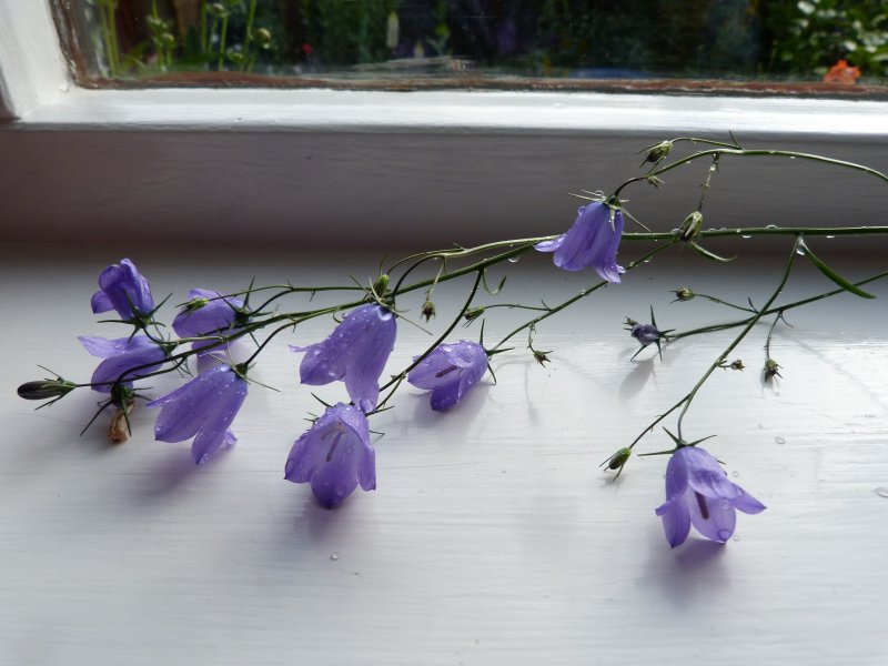 Campanula ID 11 July 2012 003.JPG