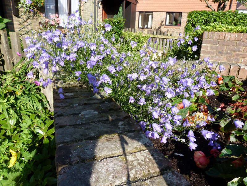 Campanula ID 11 July 2012 007.JPG