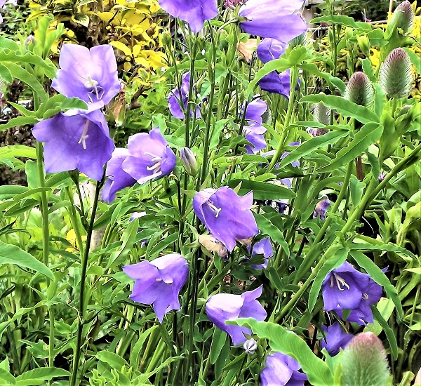 Campanula persicifolia.jpg