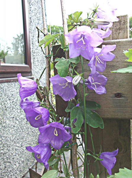 Campanula persicifolia.jpg