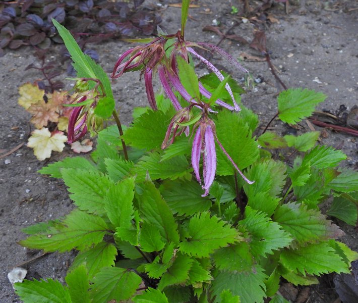 Campanula Takesimana Pink Octopus.JPG